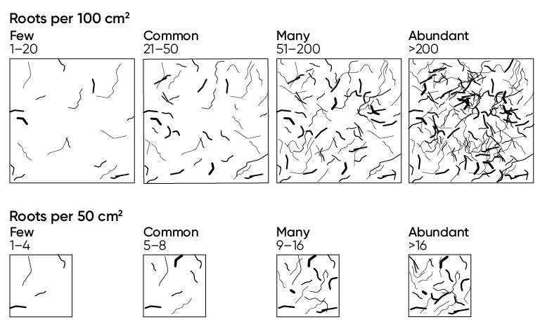 Diagrammatic visual guide to live root counts